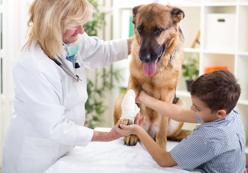 veterinary medicines online