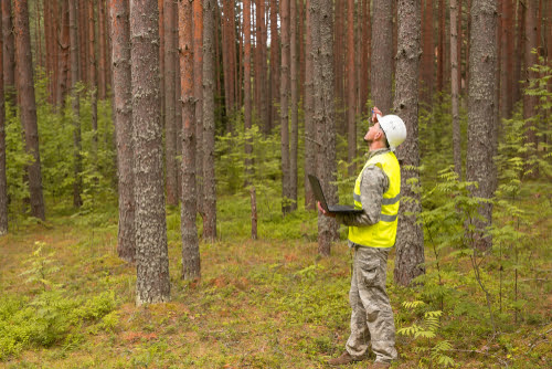 Phd thesis in forestry