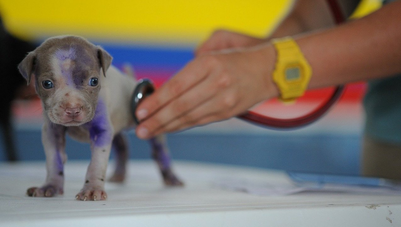 The 5 Best Doctor of Veterinary Medicine (D.V.M.) Degree Programs