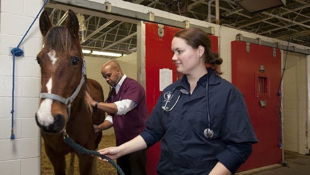 Doctor of Veterinary Medicine